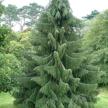 Chamaecyparis nootkatensis
